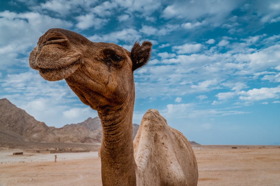 Camel in Sinai Desert